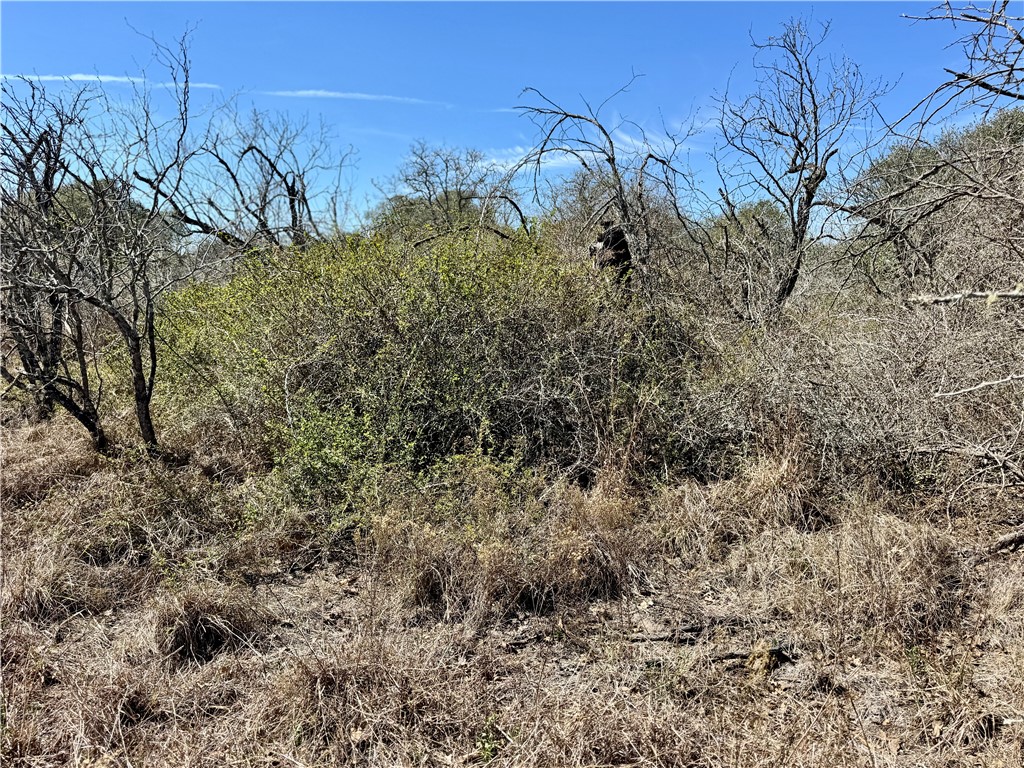 Tbd Fm 2441 Property Photo 10