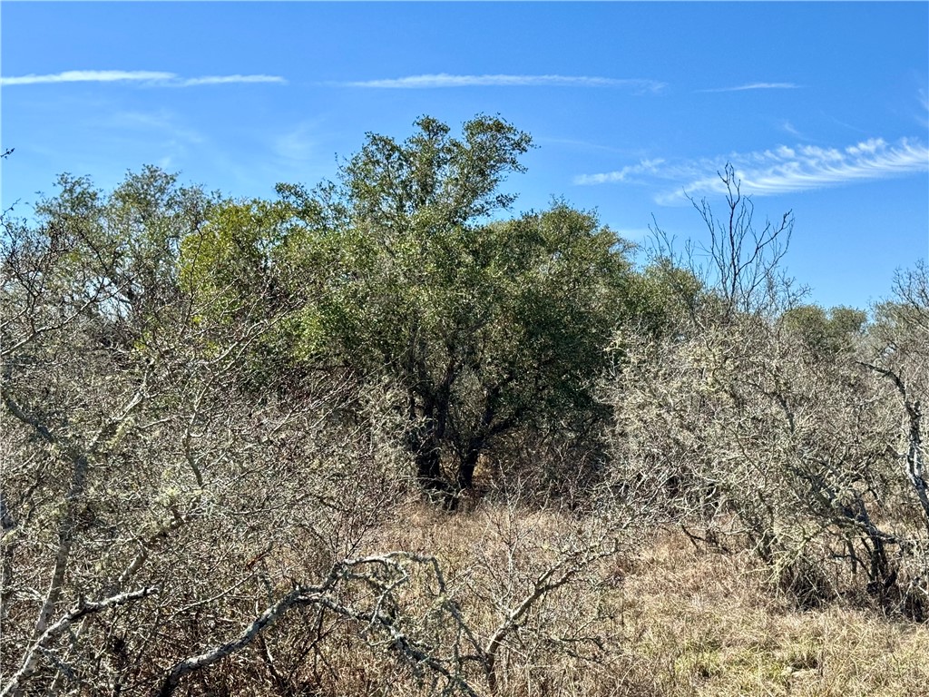Tbd Fm 2441 Property Photo 14