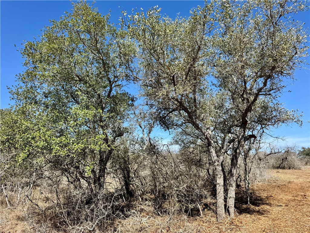 Tbd Fm 2441 Property Photo 16