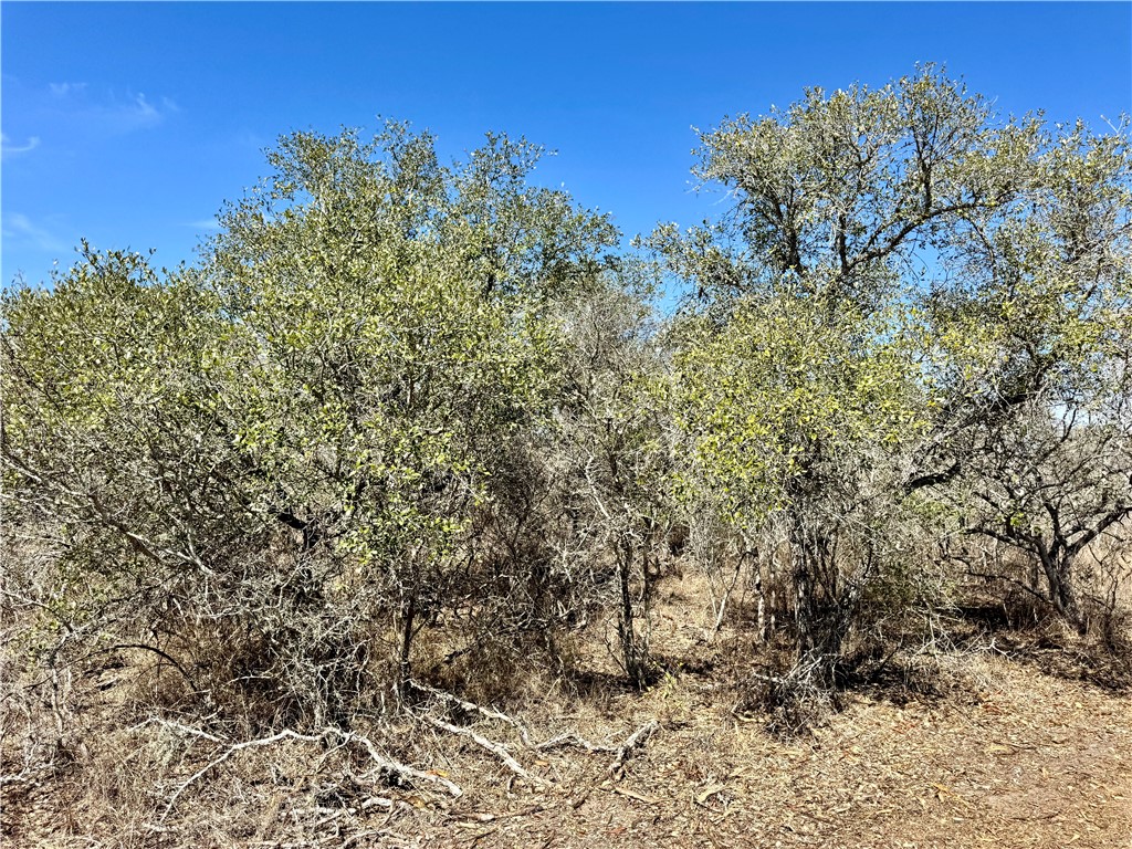Tbd Fm 2441 Property Photo 17