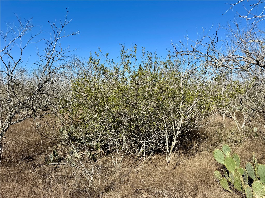 0 Fm 3377 Property Photo 5