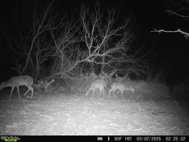 0 Fm 3377 Property Photo 36