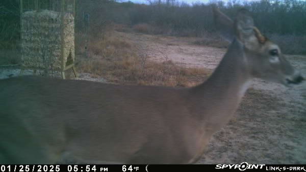 0 Blackbrush Spur Property Photo 13