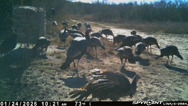0 Blackbrush Spur Property Photo 14