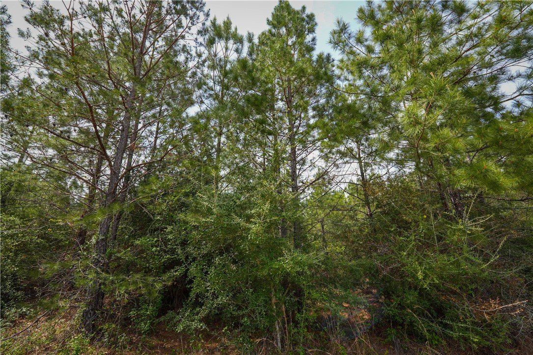 Tbd Hwy 87 N Hwy Property Photo 3