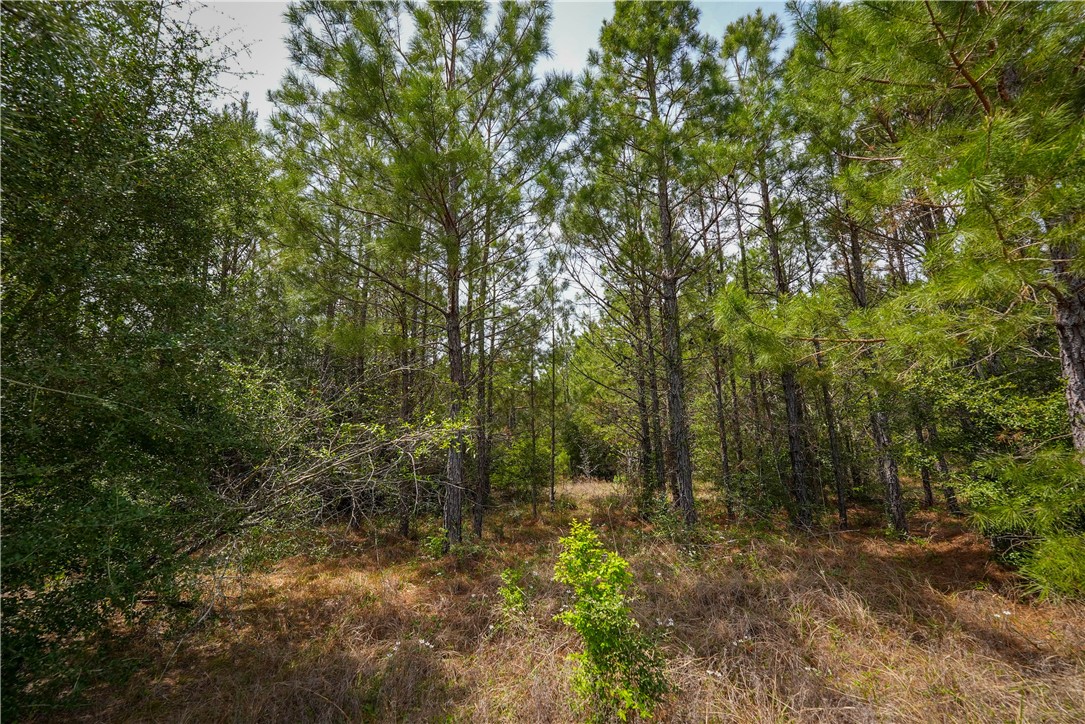 Tbd Hwy 87 N Hwy Property Photo 4