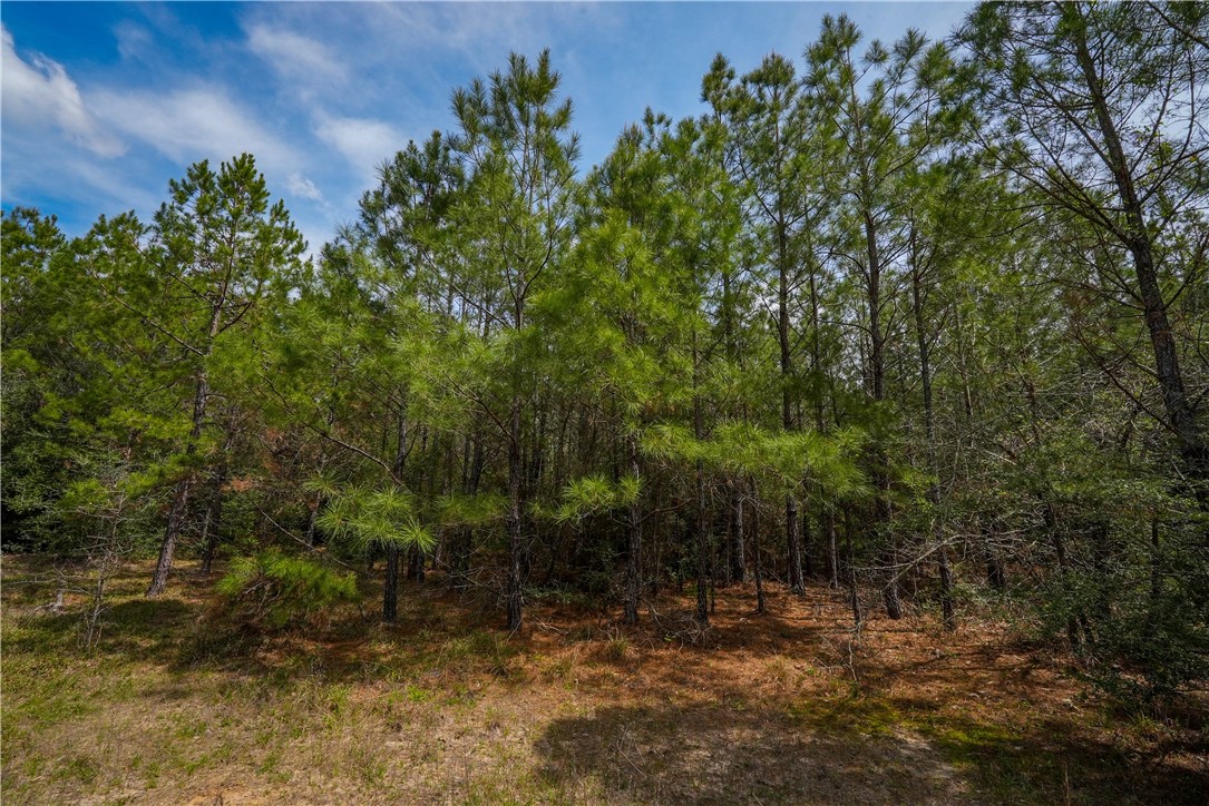Tbd Hwy 87 N Hwy Property Photo 11