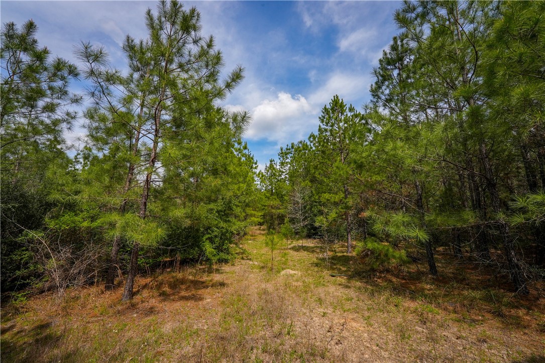 Tbd Hwy 87 N Hwy Property Photo 12