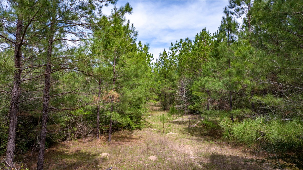 Tbd Hwy 87 N Hwy Property Photo 38