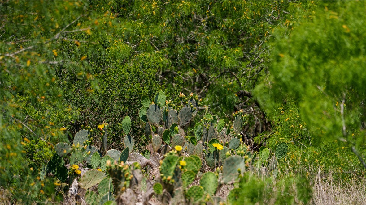 Tbd Fm-735 Property Photo 25