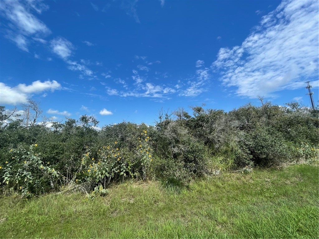 488 Live Oak Property Photo 6