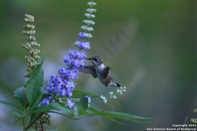 718 N Live Oak St Property Photo 19