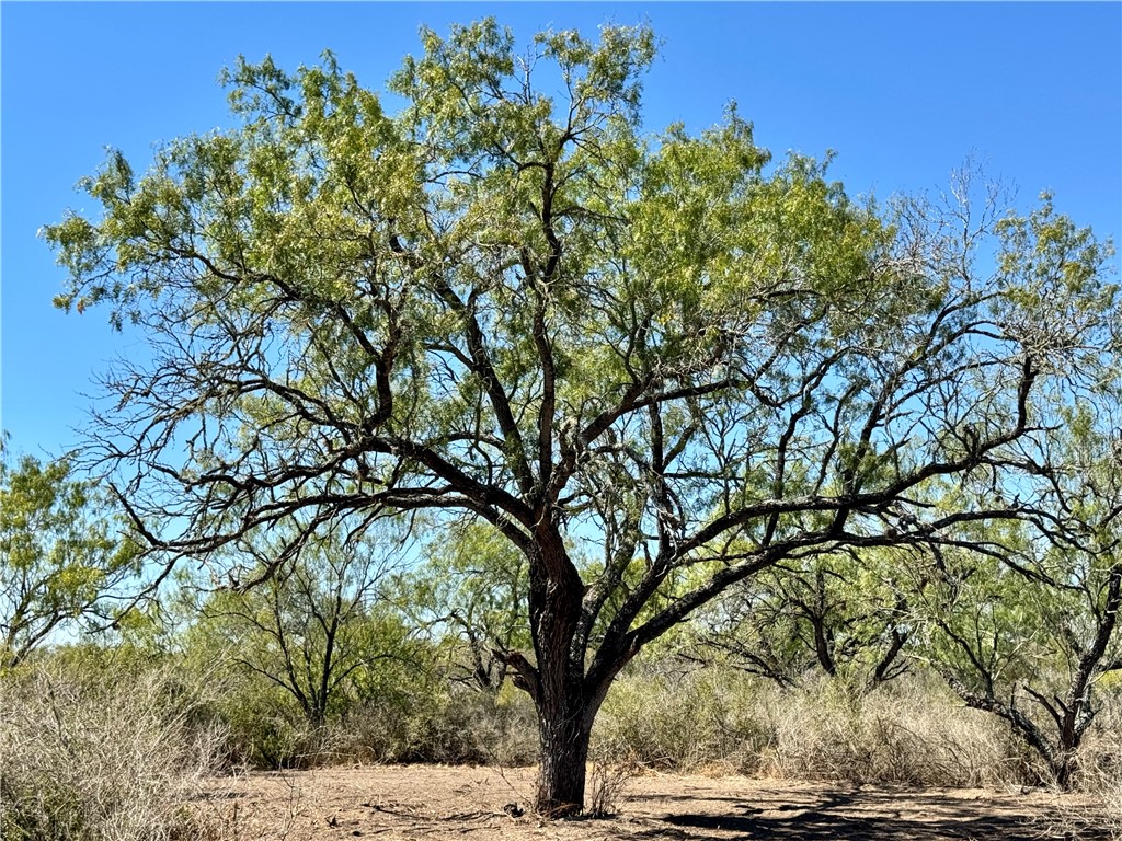 0 Farm To Market 791 Campbellton Property Photo 1