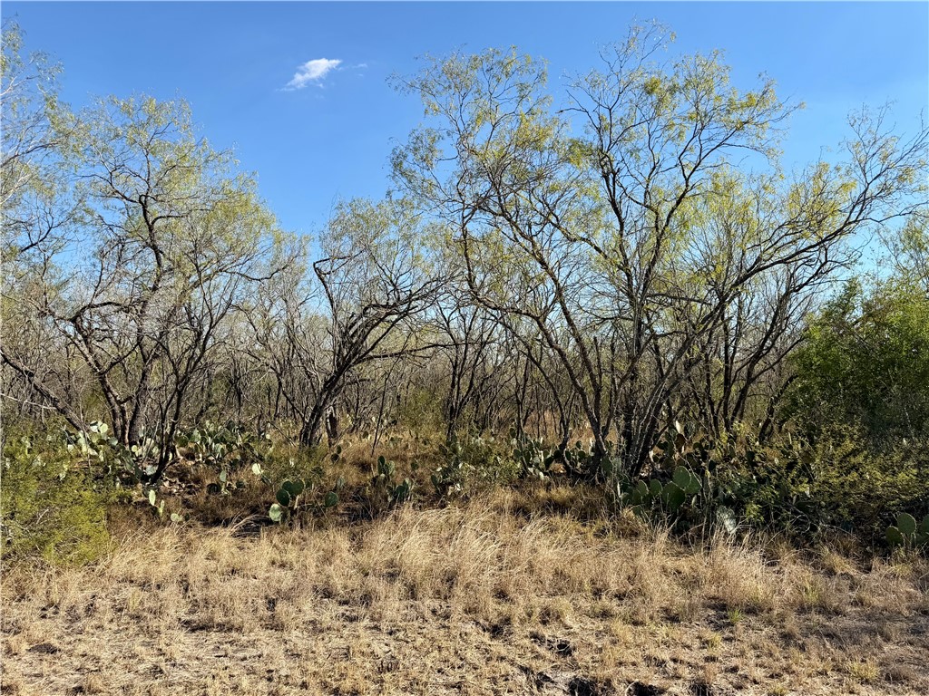 0 County Road 215- 30 Acres Property Photo 3