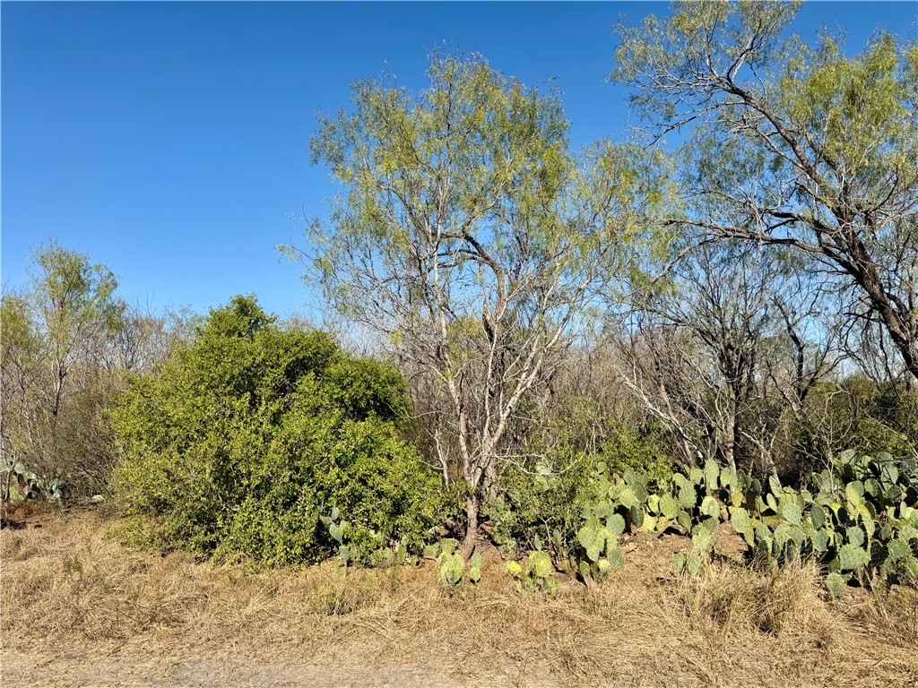 0 County Road 215- 30 Acres Property Photo 13
