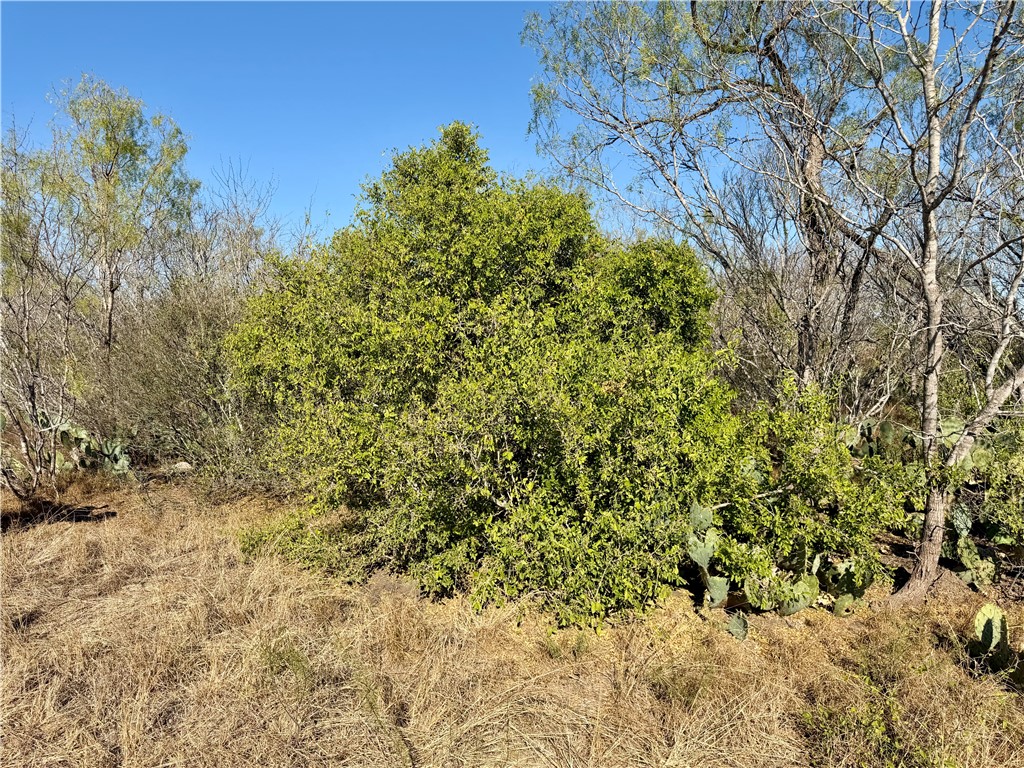 0 County Road 215- 30 Acres Property Photo 15