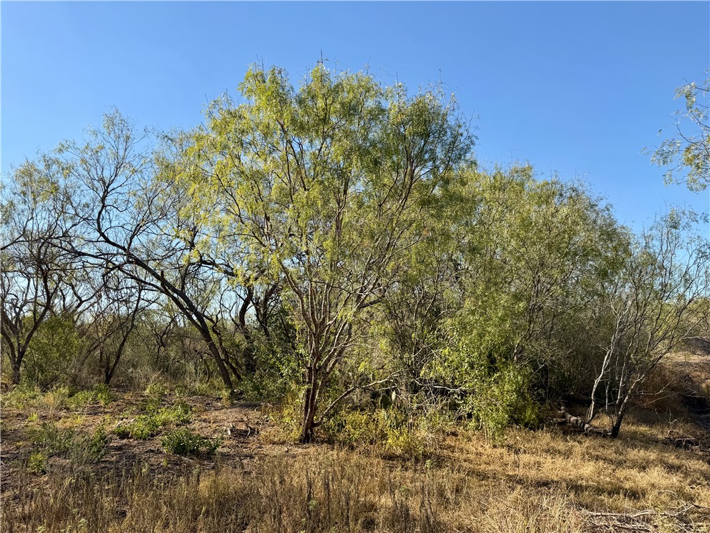 0 County Road 215- 30 Acres Property Photo 21
