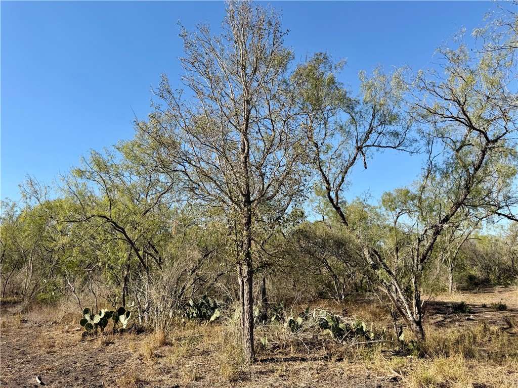 0 County Road 215- 30 Acres Property Photo 23