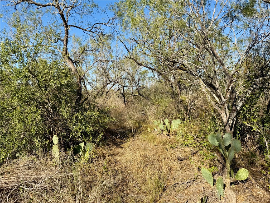 0 County Road 215- 30 Acres Property Photo 26