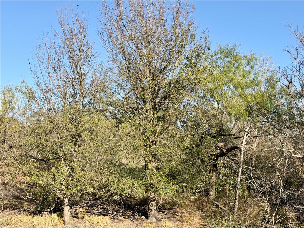 0 County Road 215- 30 Acres Property Photo 31