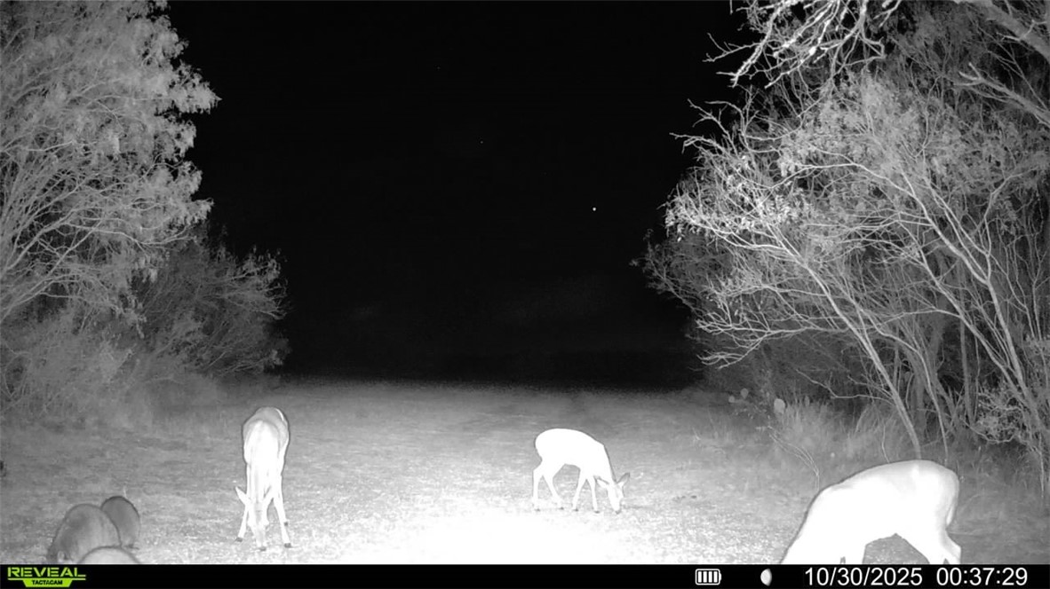 0 County Road 215- 30 Acres Property Photo 37