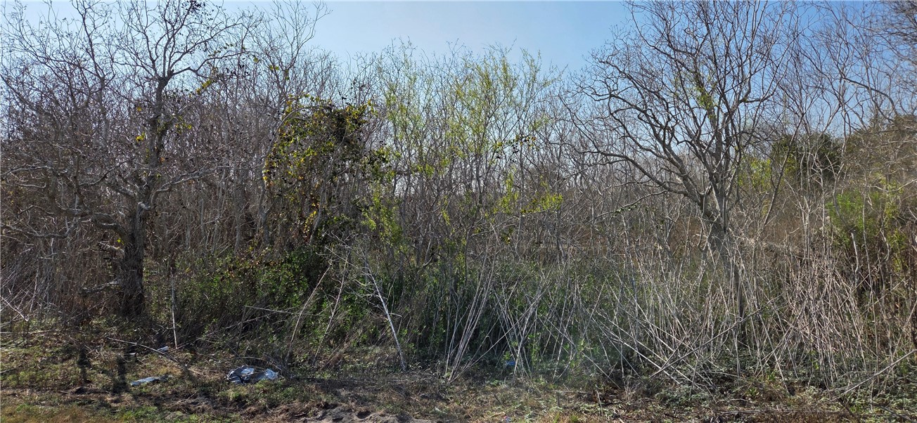 2515-c Monkey Property Photo 4