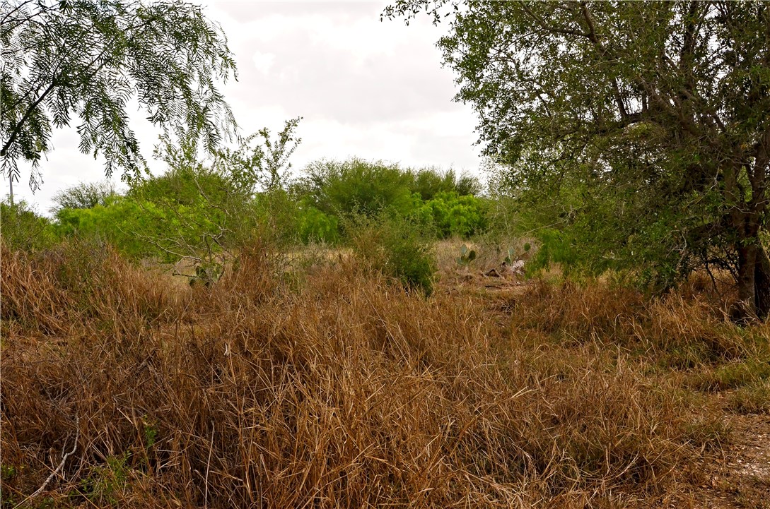 101 Alfredo Property Photo 6
