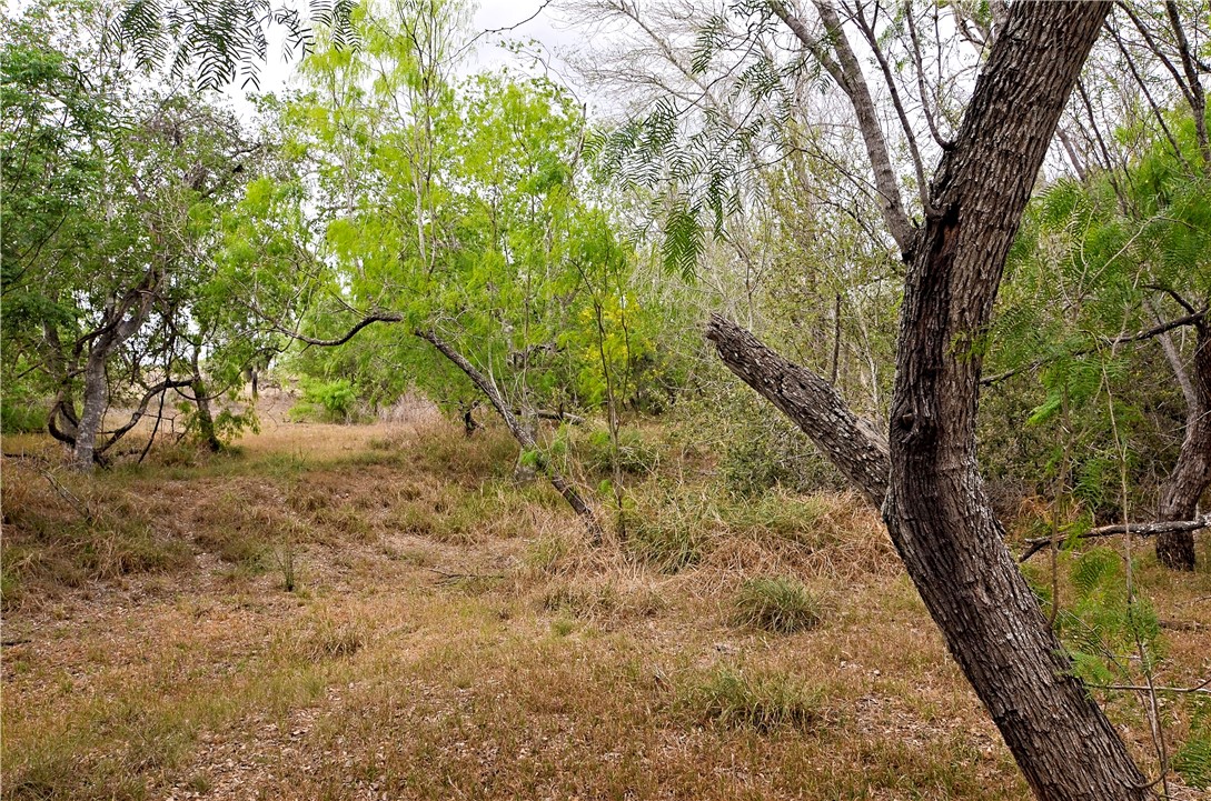 101 Alfredo Property Photo 14