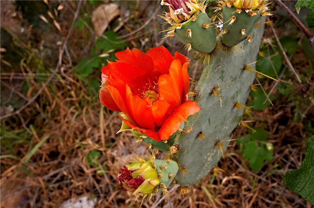 101 Alfredo Property Photo 15