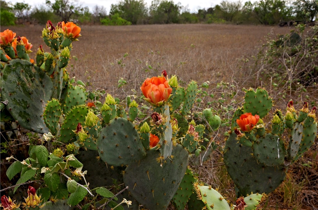 101 Alfredo Property Photo 16