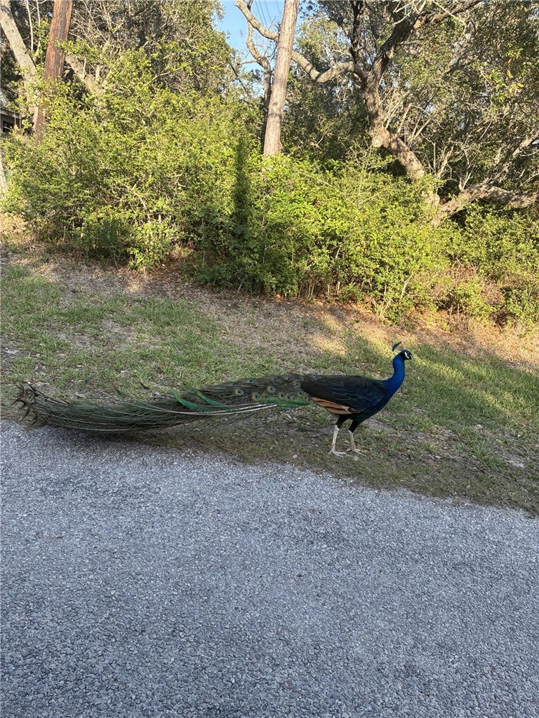 1121 Egret Property Photo 24