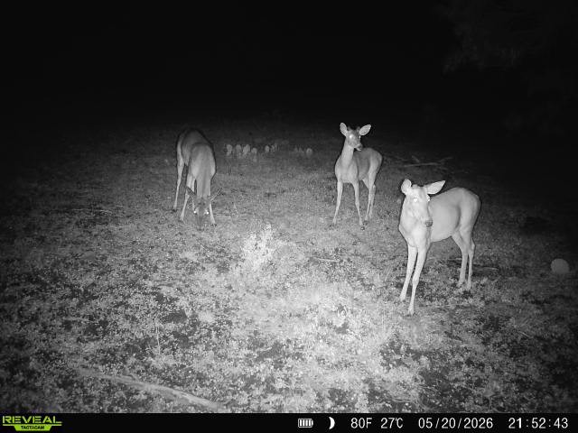 2558 County Rd 104 Property Photo 13