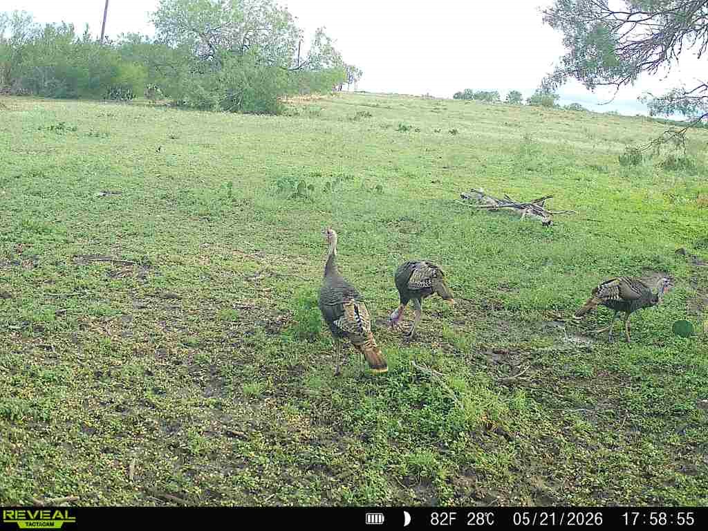 2558 County Rd 104 Property Photo 37