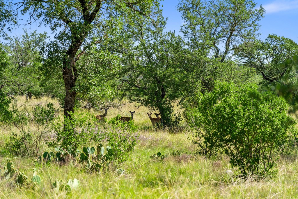 620 Rio Vista Rd Property Photo 3
