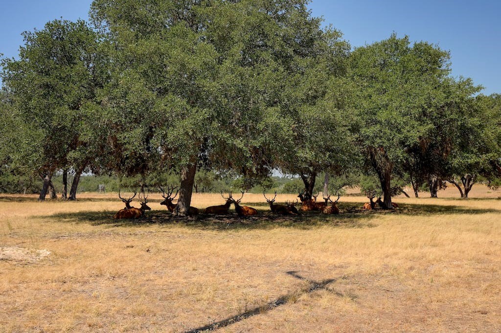 Lot 57 Red Stag Ln Property Photo 19