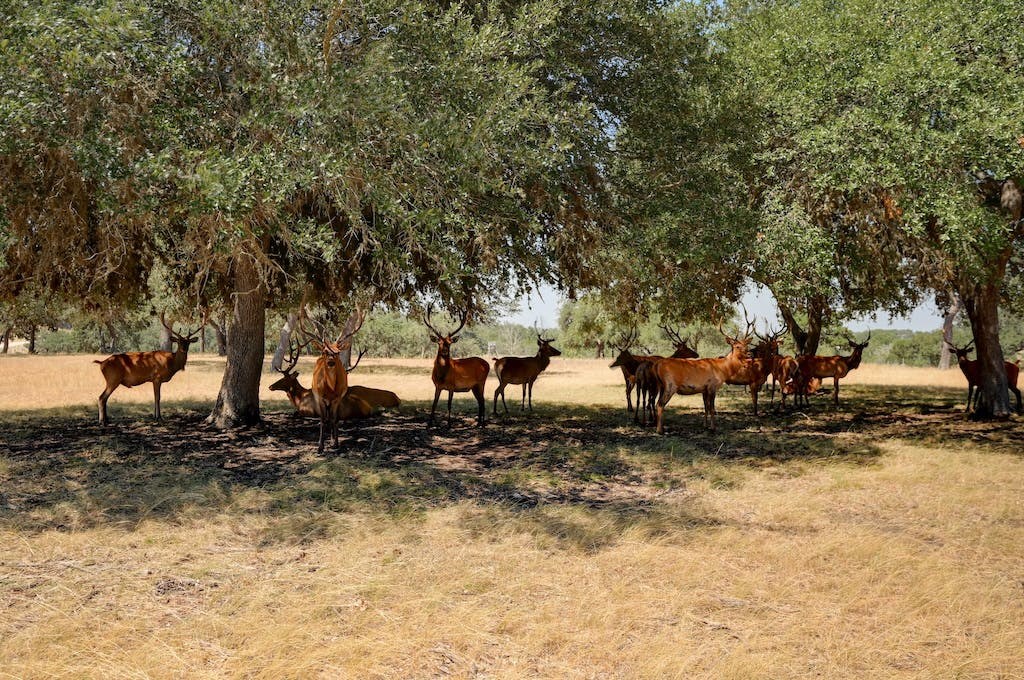 Lot 57 Red Stag Ln Property Photo 20