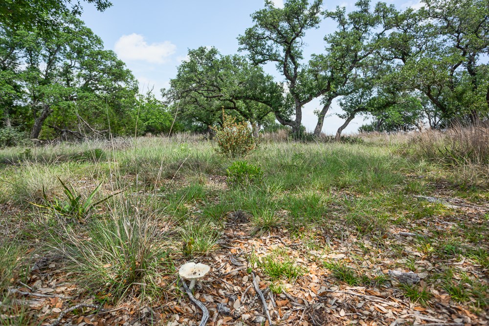 127 El Nopal Dr Property Photo 18