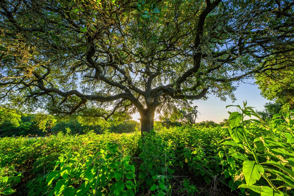 3841 W Us Hwy 290 Property Photo 34