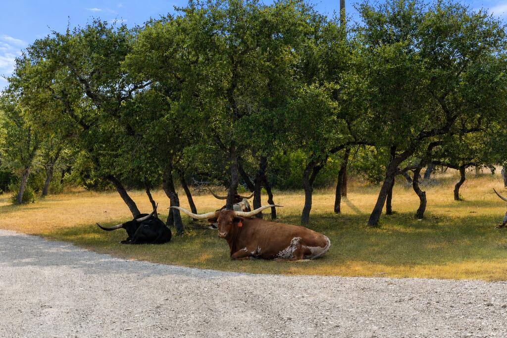 1306 Lipan Apache Run Property Photo 47