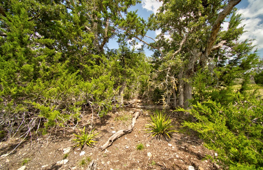 Lot 16 Paloma Ranch Rd # 16 Property Photo 6