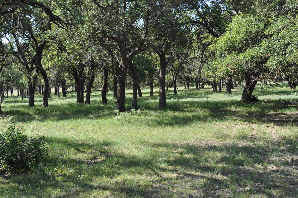 18043 Fm 479 Property Photo 2
