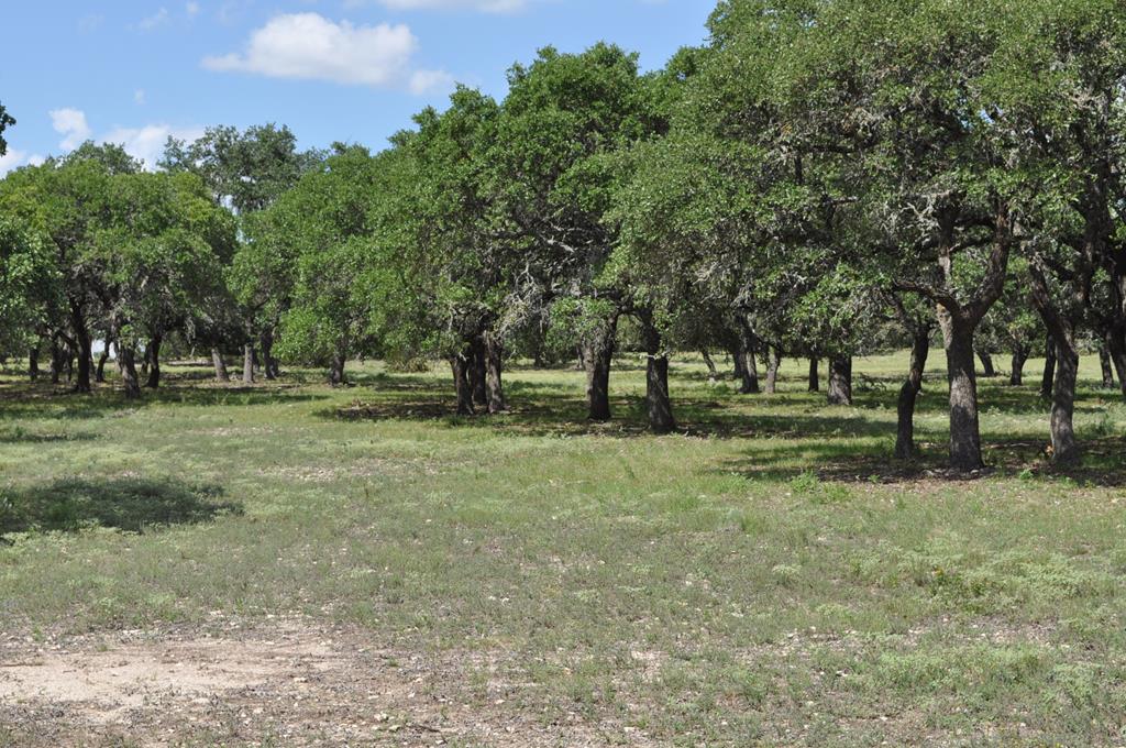 18043 Fm 479 Property Photo 4