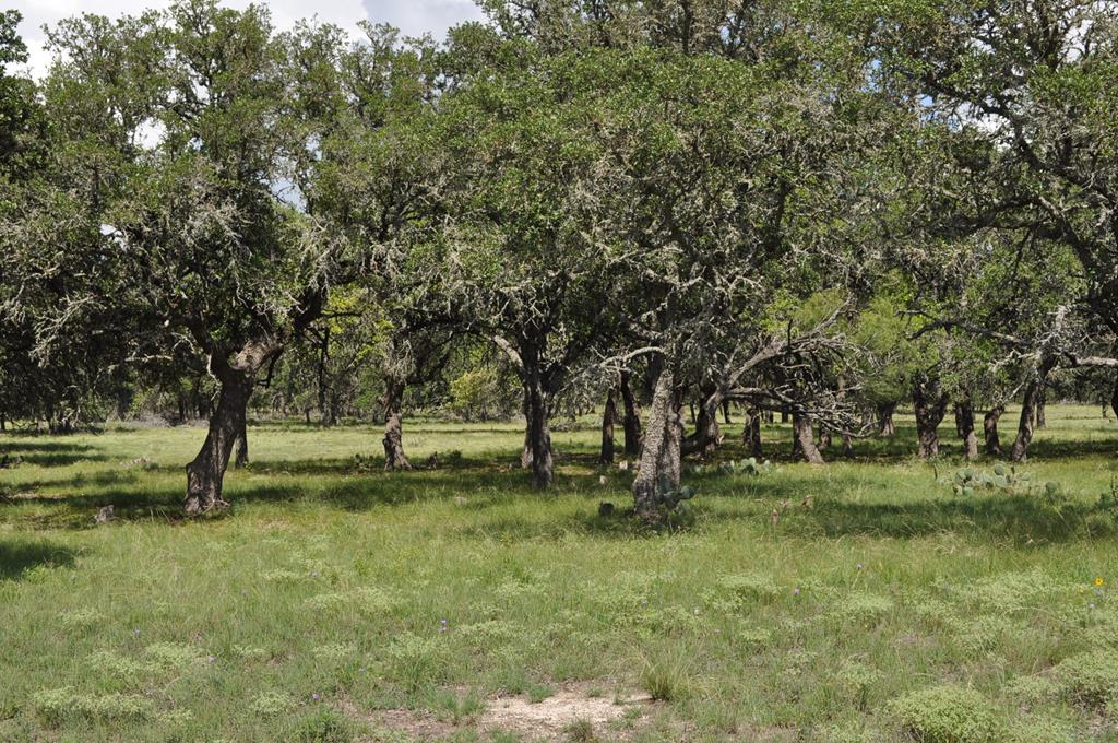 18043 Fm 479 Property Photo 6