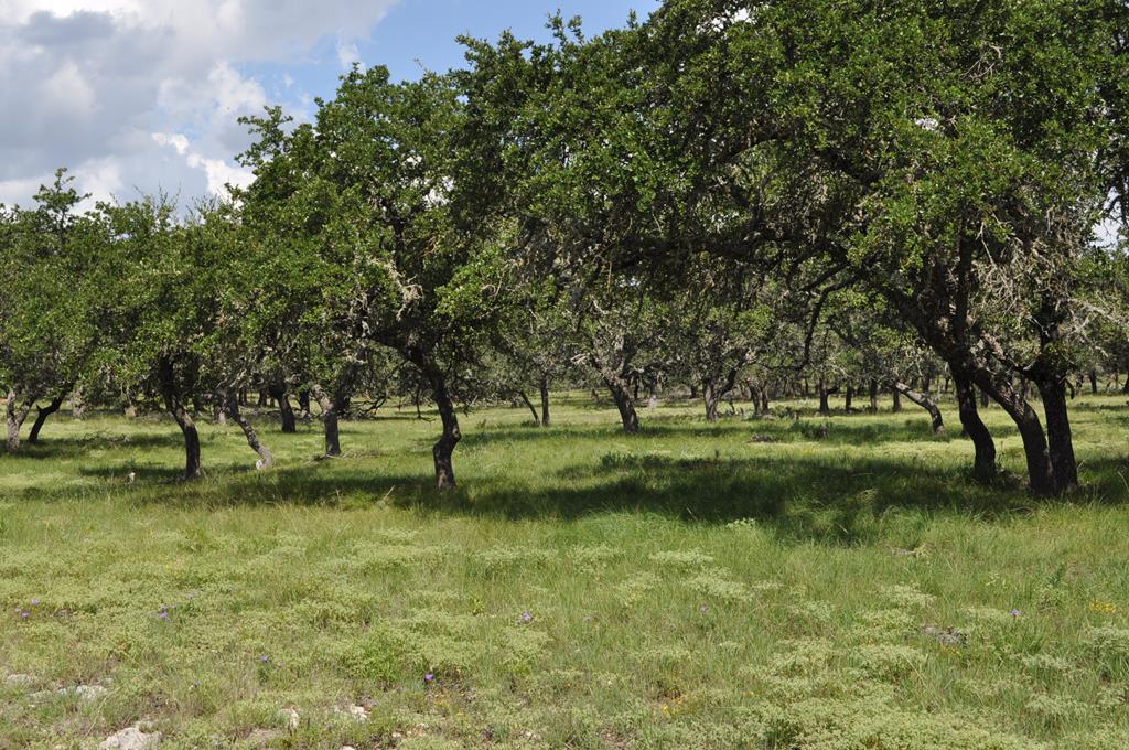 18043 Fm 479 Property Photo 7