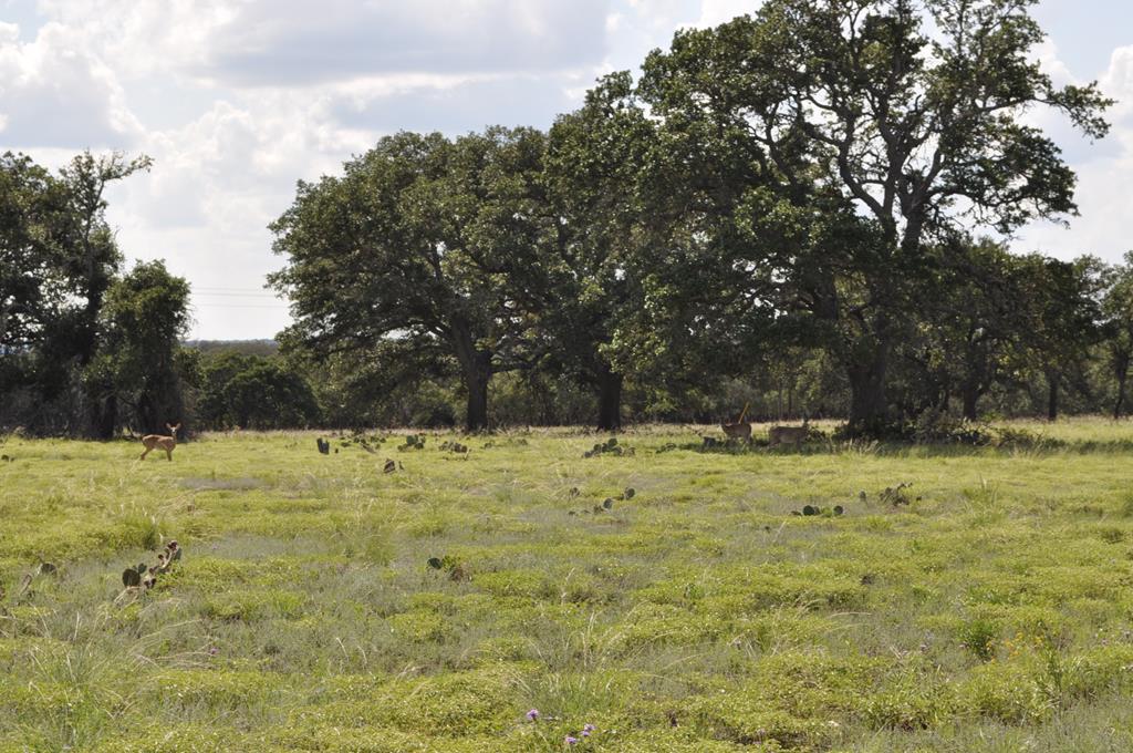 18043 Fm 479 Property Photo 8