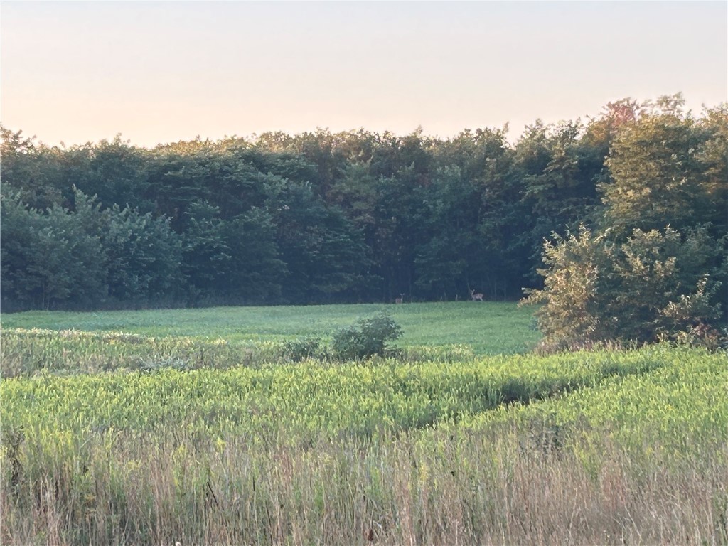 50 Acres Off Of Jordan Rd Property Photo 1