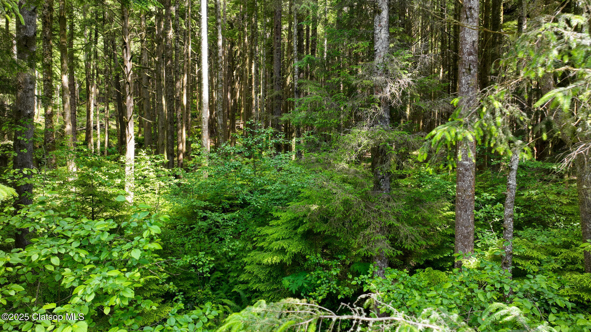 Clatsop Lane Property Photo 13