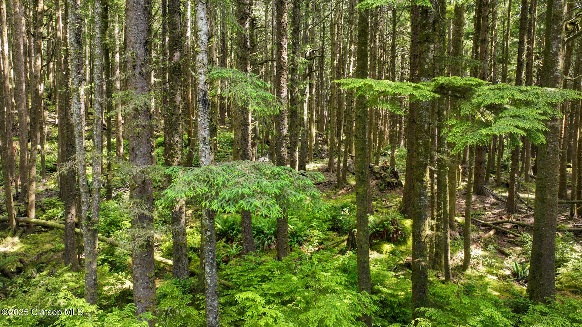 Clatsop Lane Property Photo 14