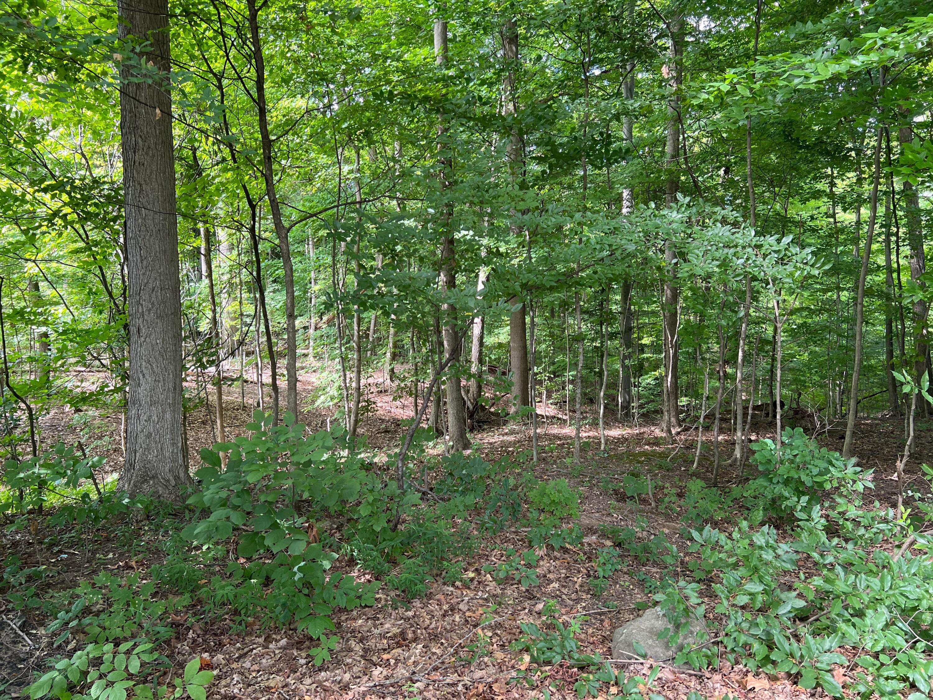 126 Tamarack Hollow Drive Drive Property Photo 2
