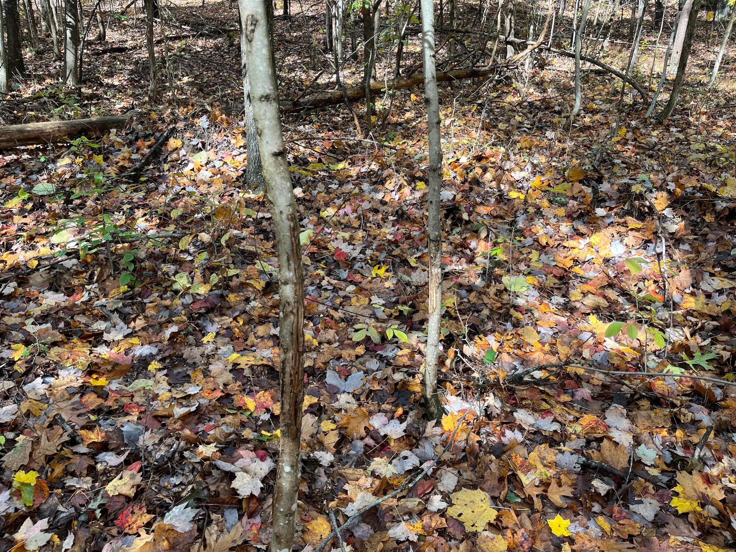 0 Bigley Ridge Road Property Photo 26